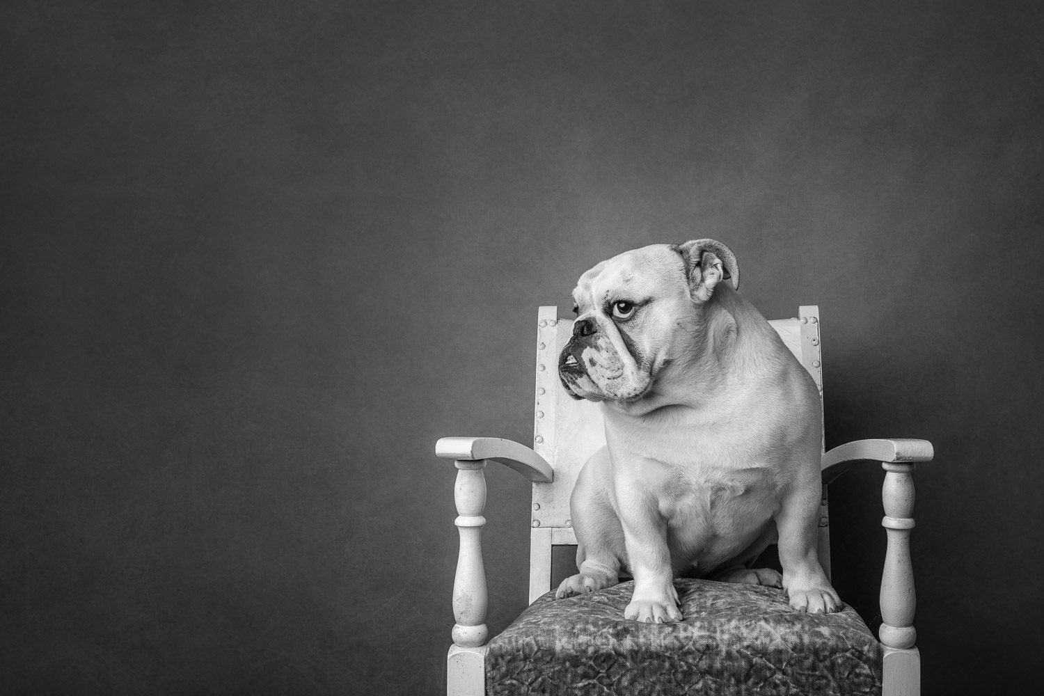 Auckland Family Photography 49 dog photography by auckland pet photographer siobhan kelly photography