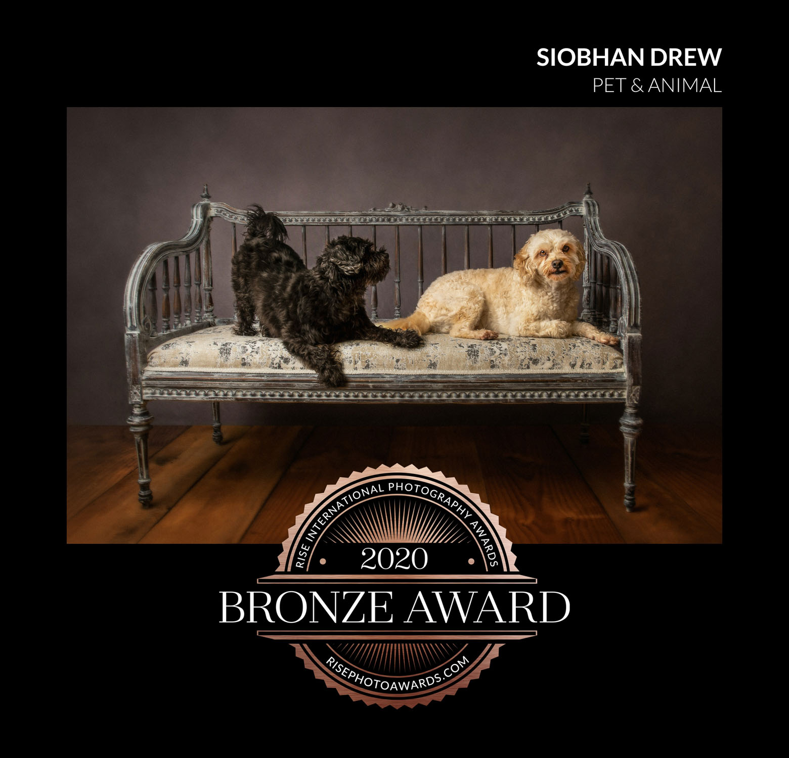 two dogs on couch by auckland dog photographer siobhan kelly photography