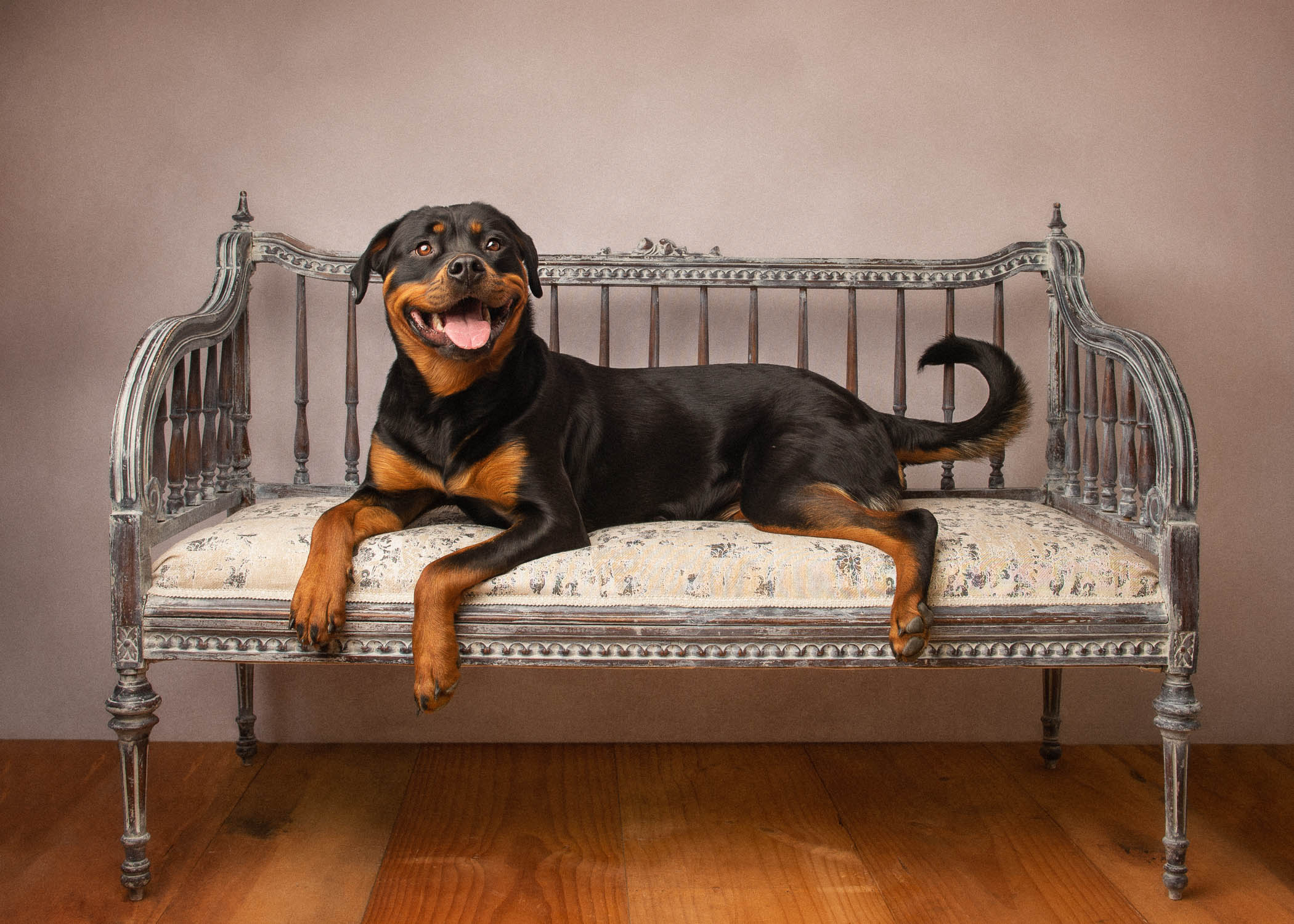 dog on couch by dog photographer siobhan kelly photography
