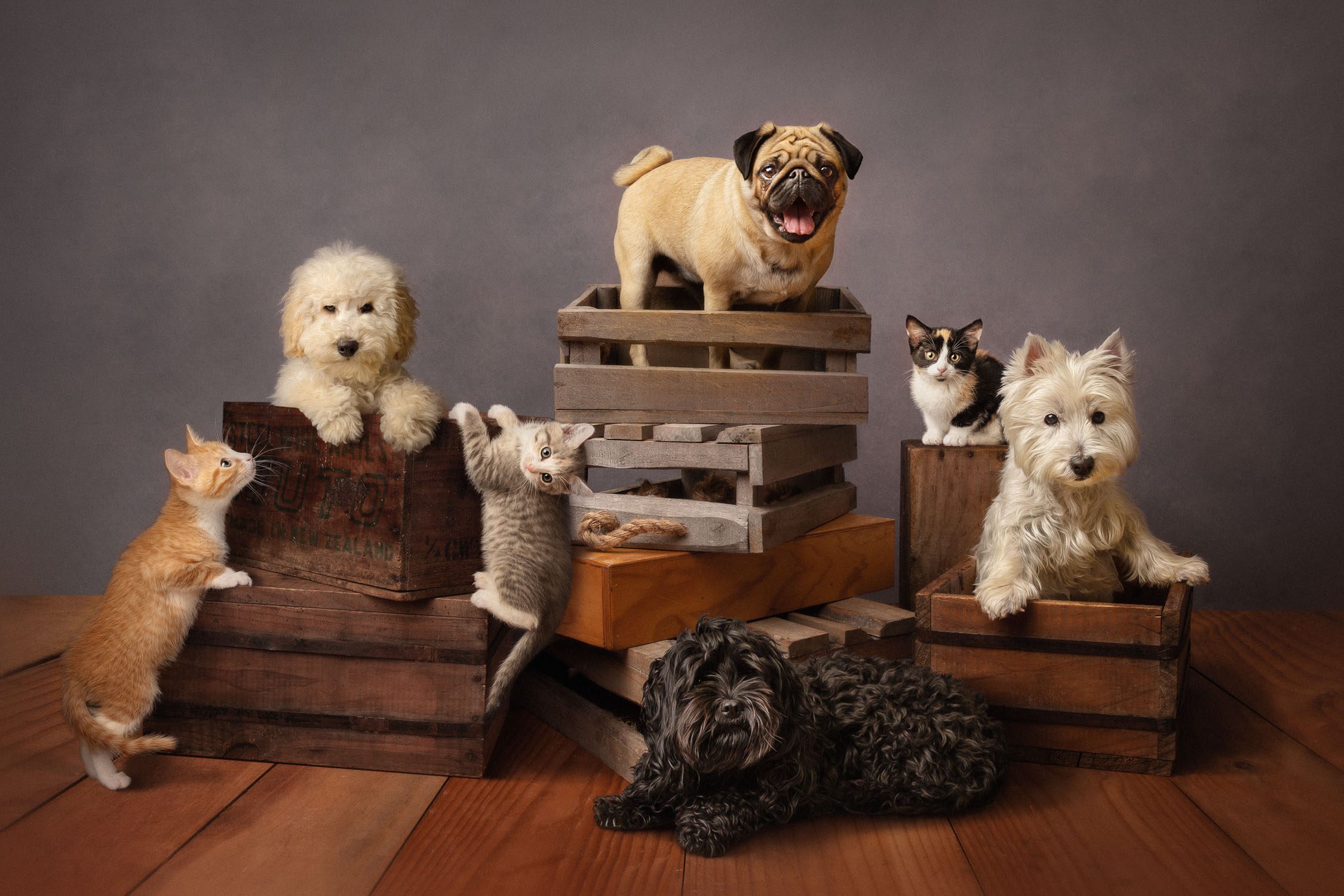 catsanddogs