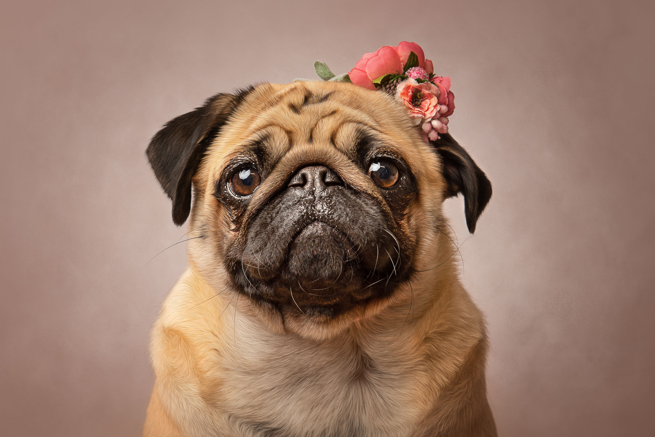 dog portrait by auckland pet photographer siobhan kelly photography
