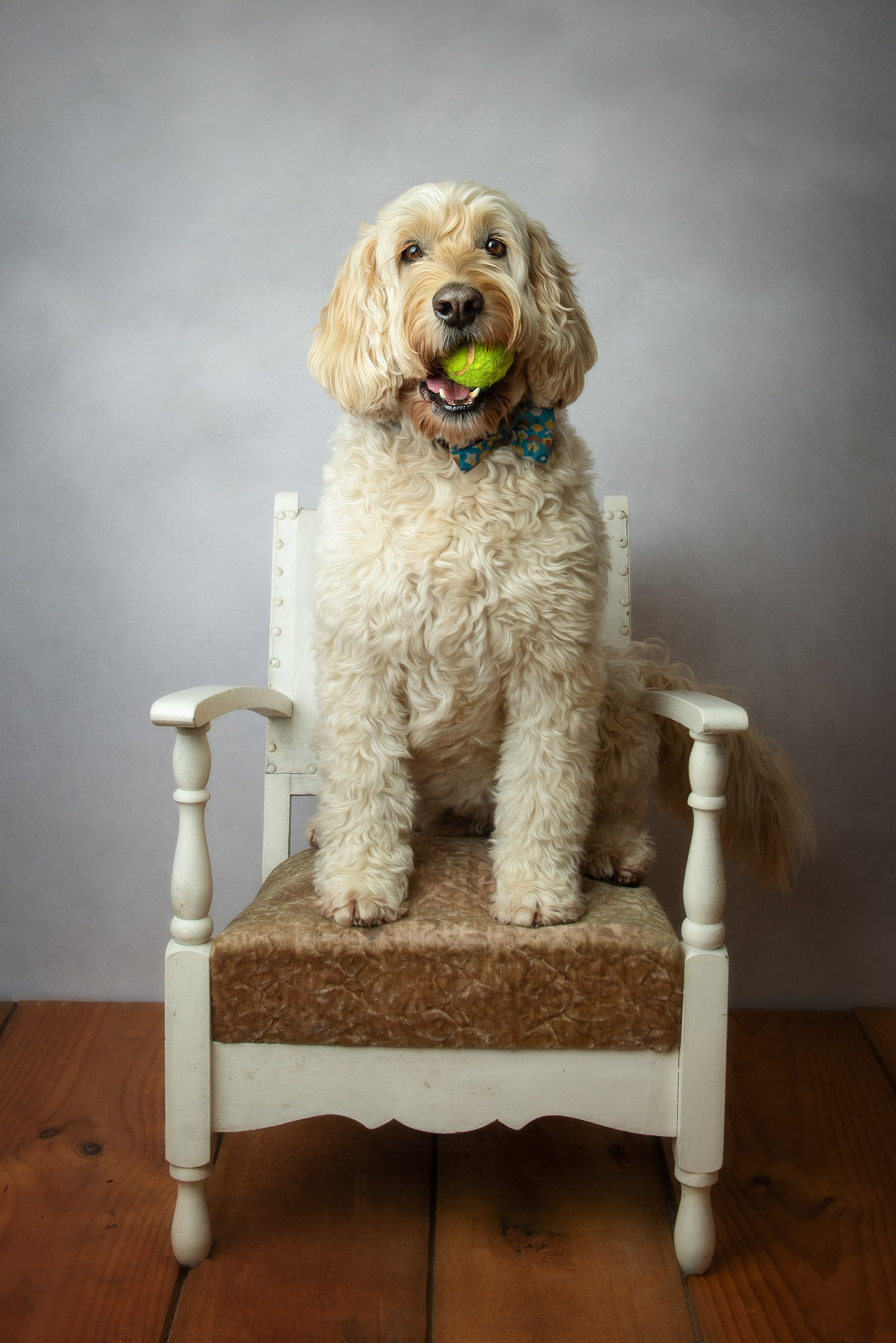 dog with ball by auckland dog photographer siobhan kelly photography