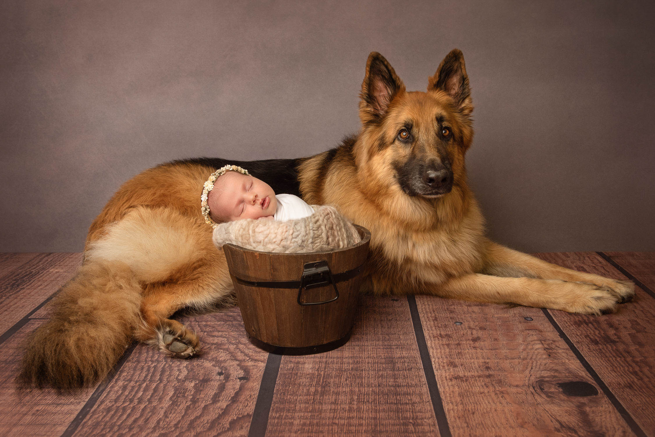 dog and baby photograph by pet photographer siobhan kelly photography