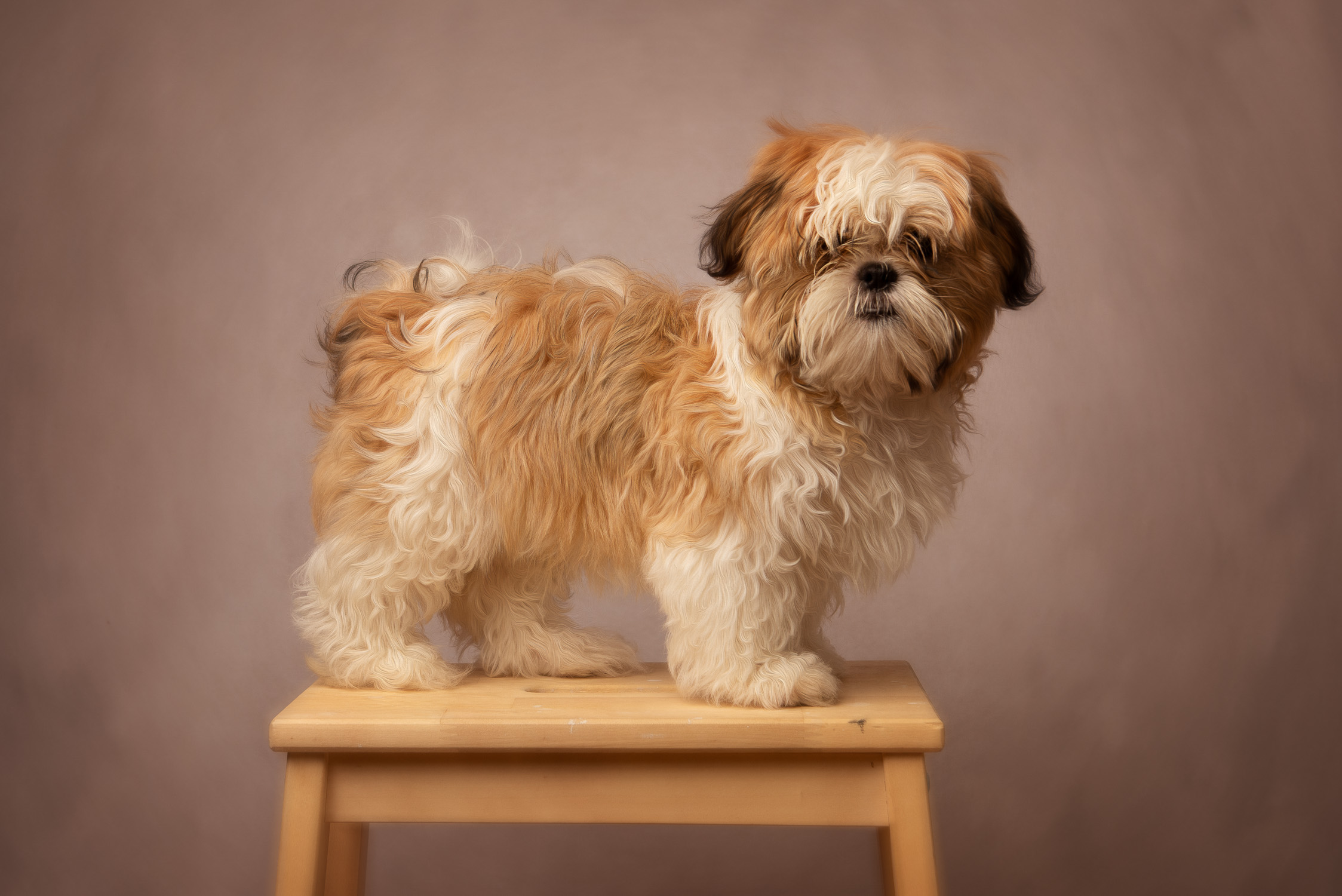 auckland dog photography dog photographer siobhan kelly photography