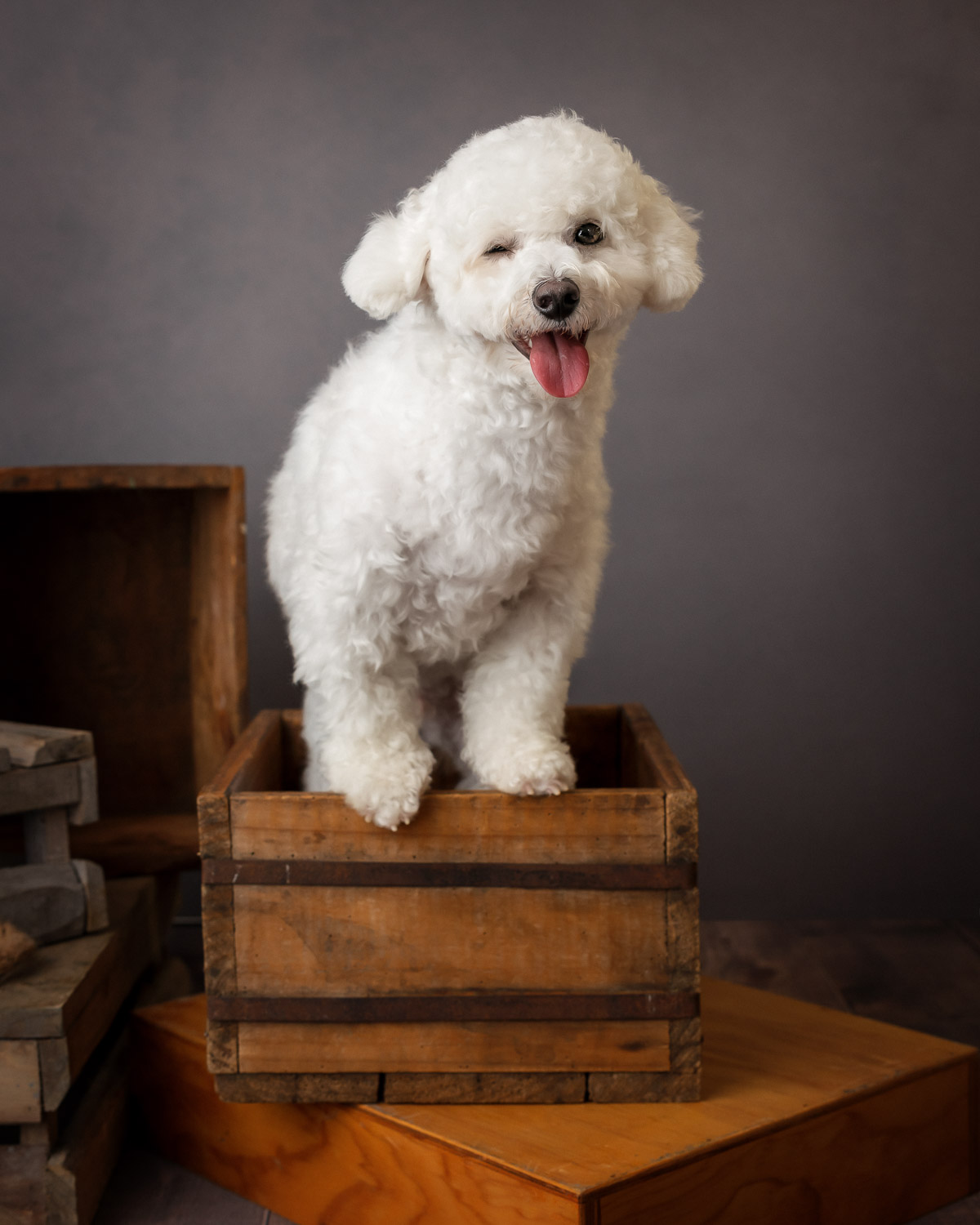 dog photograph by pet photographer siobhan kelly photography