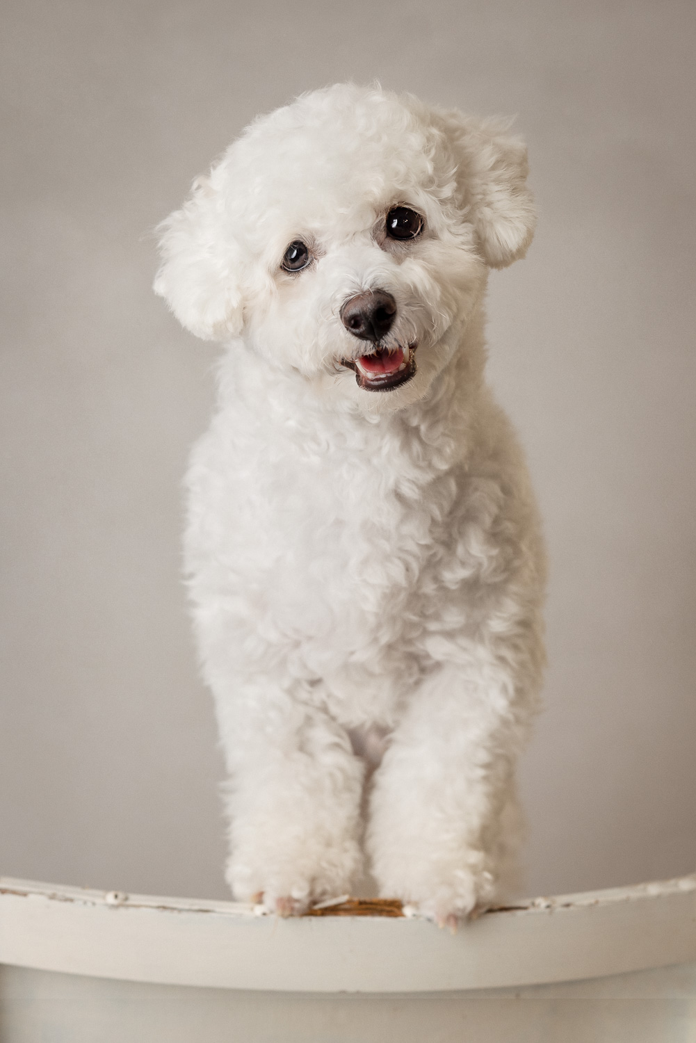 animal portrait by pet photographer siobhan kelly photography