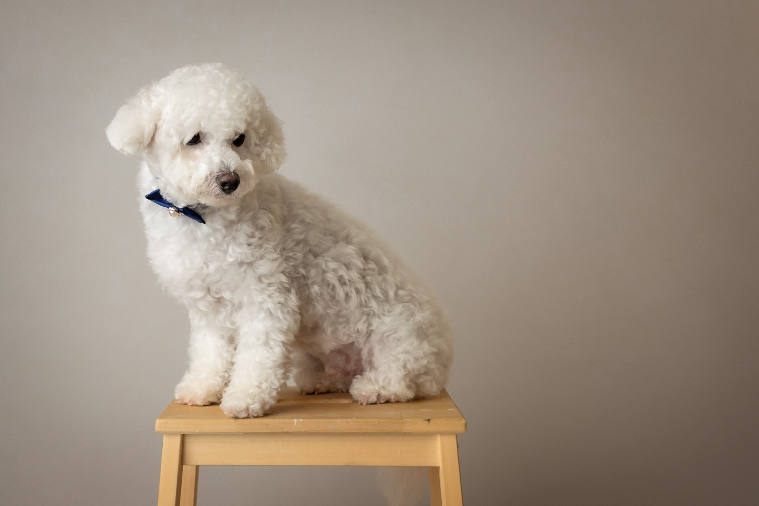 animal portrait by auckland pet photographer siobhan kelly photography