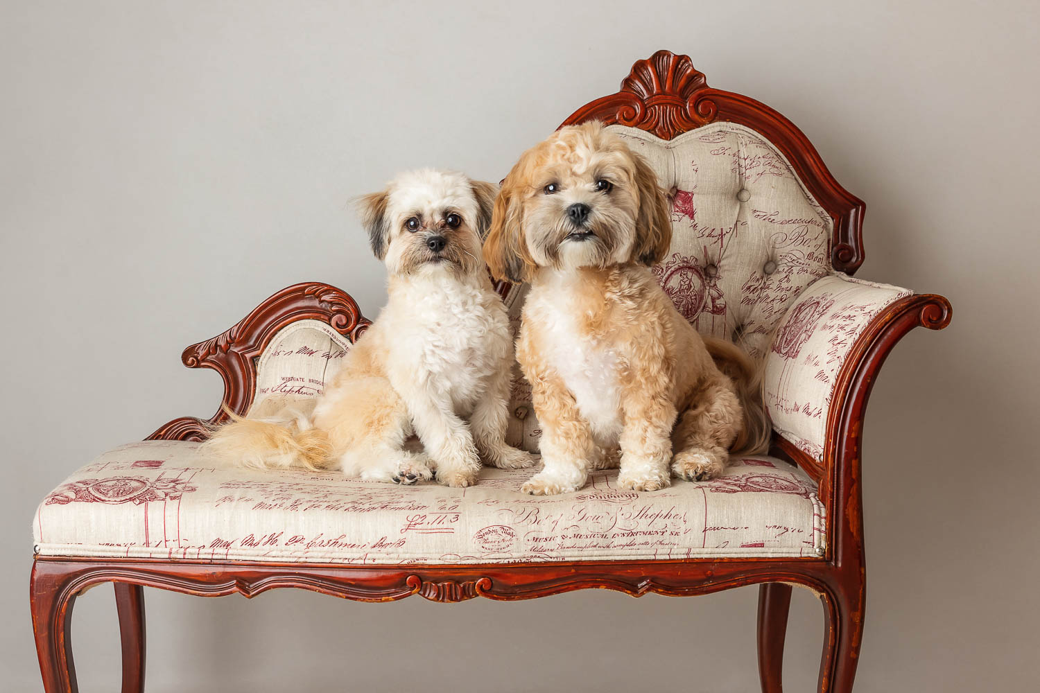 two dogs on couch by dog photographer siobhan kelly photography