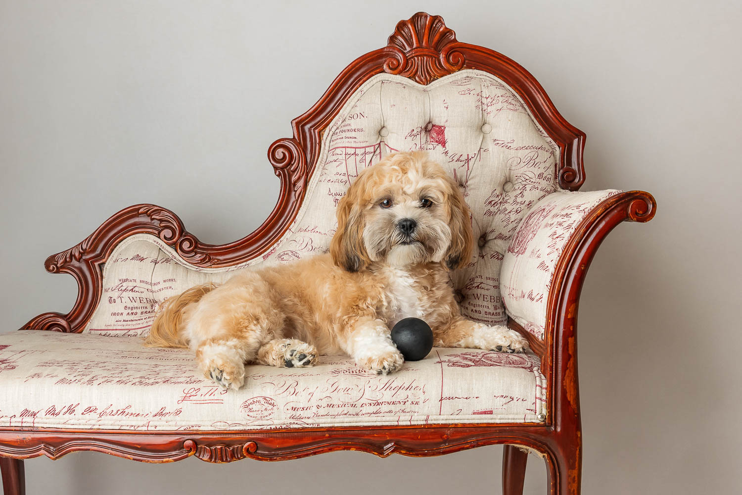 dog on couch with ball by pet photographer siobhan kelly photography