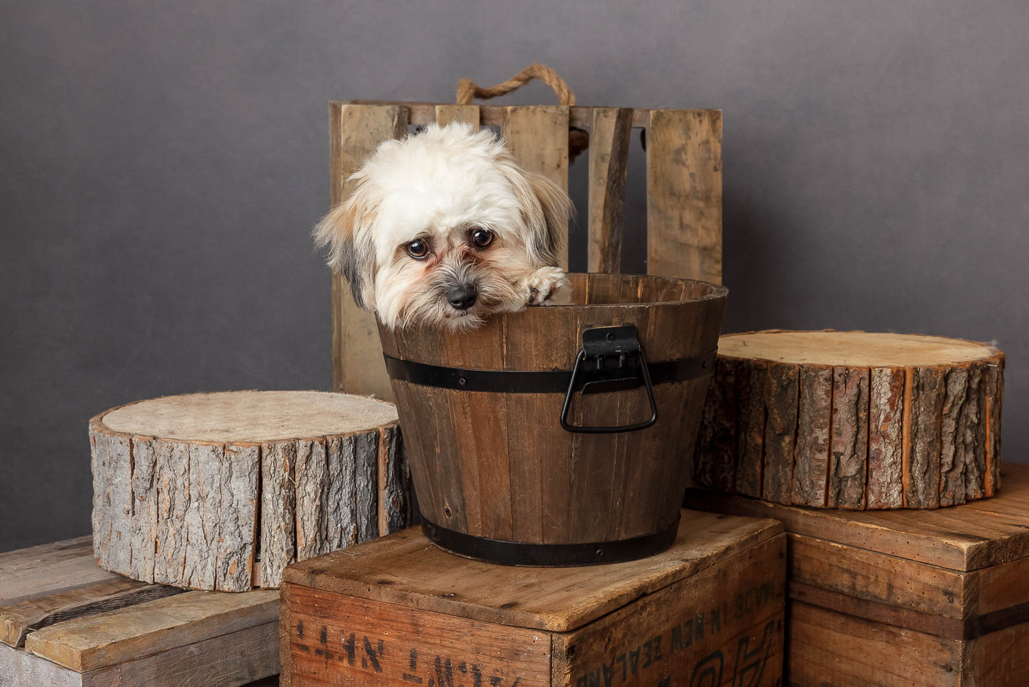 dog in bucket by auckland dog photographer siobhan kelly photography