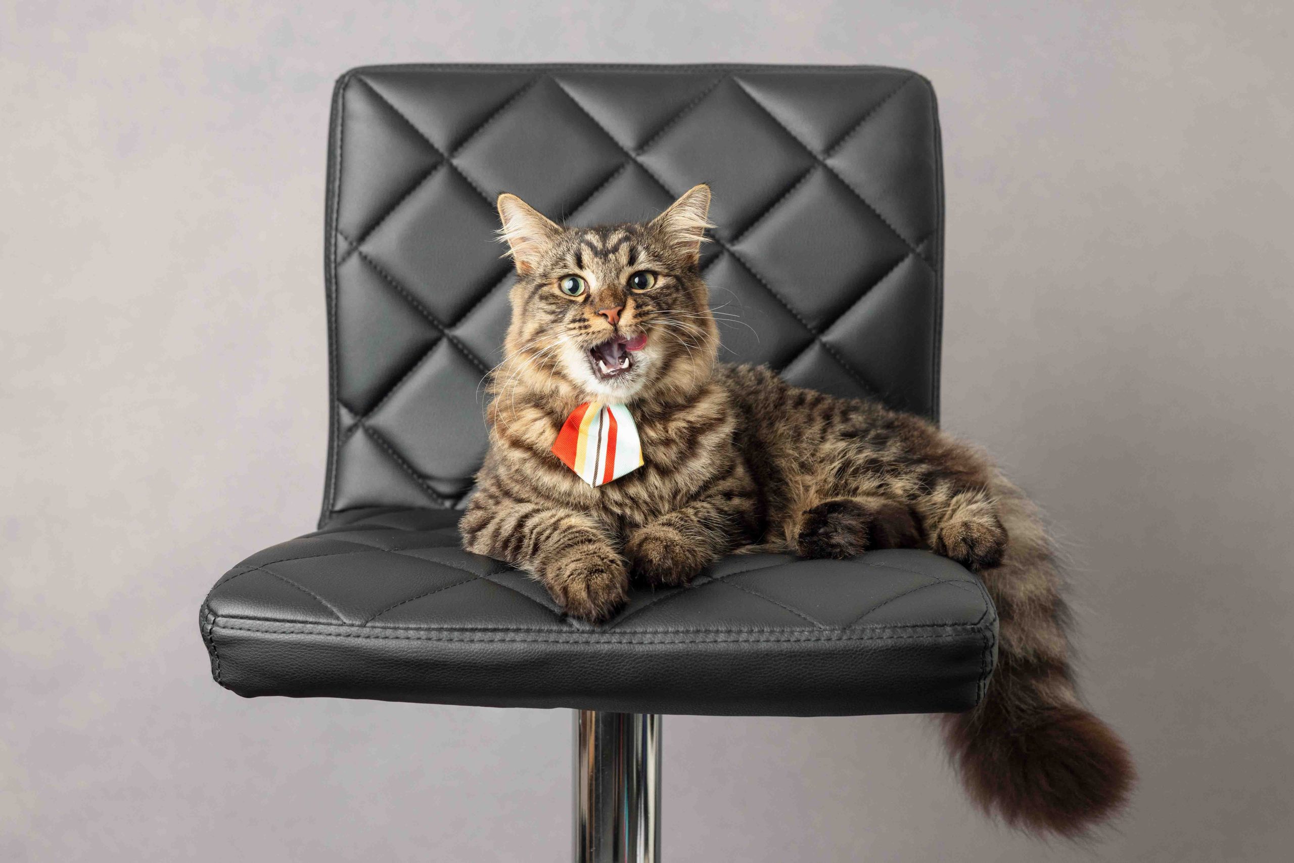 cat sitting on chair by pet photographer siobhan kelly